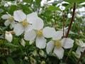 Philadelphus Lewisii